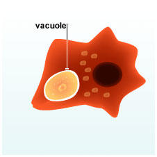 Macrophage phagocytizes the pathogen, n.d.