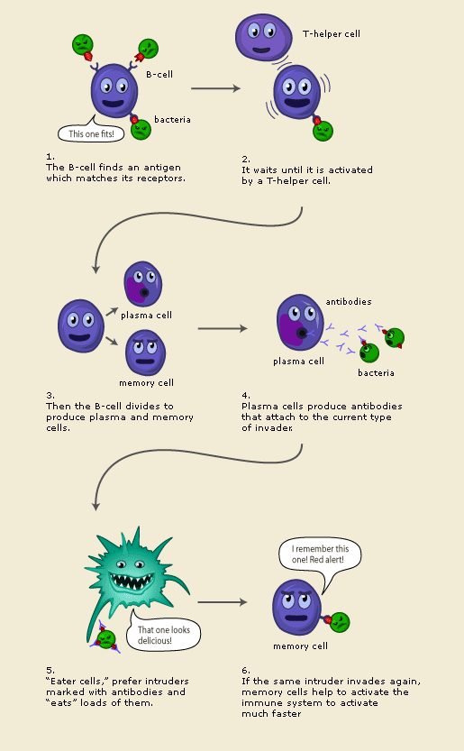 Antibody-mediated immunity, n.d.