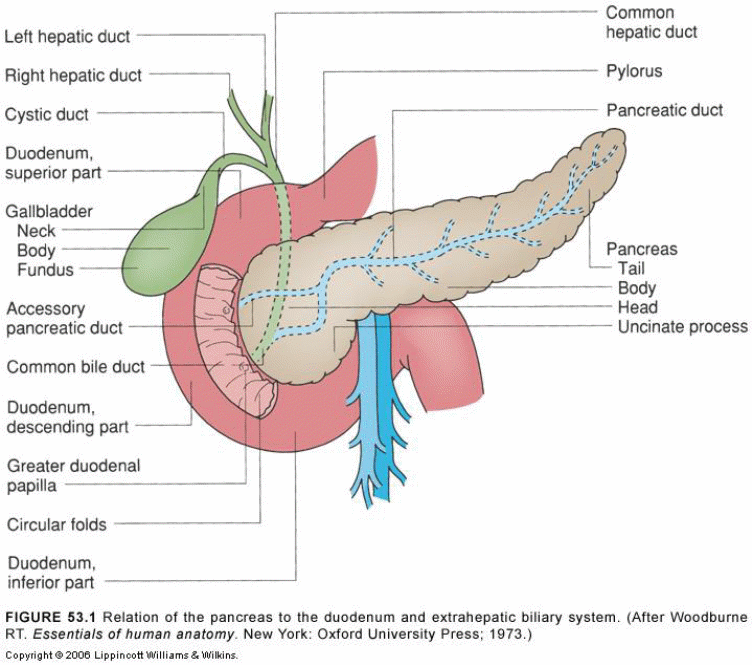 The Pancreas