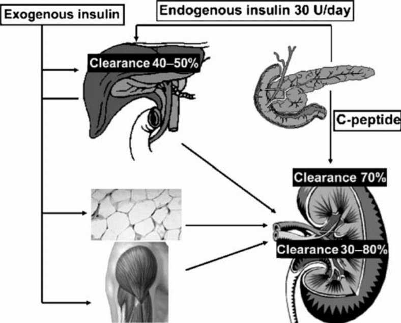 Degradation of Insulin