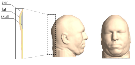 Side and Front view of the head model 