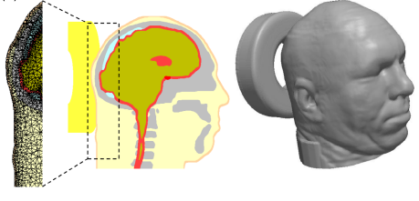 Mid-sagital Cross-section of the Head Model 