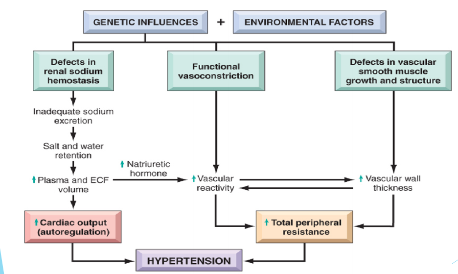 What Is The Pathophysiology Of Essential Hypertension