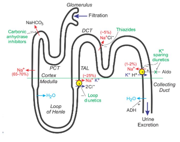 The schematic diagram for the action of diuretic drugs (Klabunde, 2017).