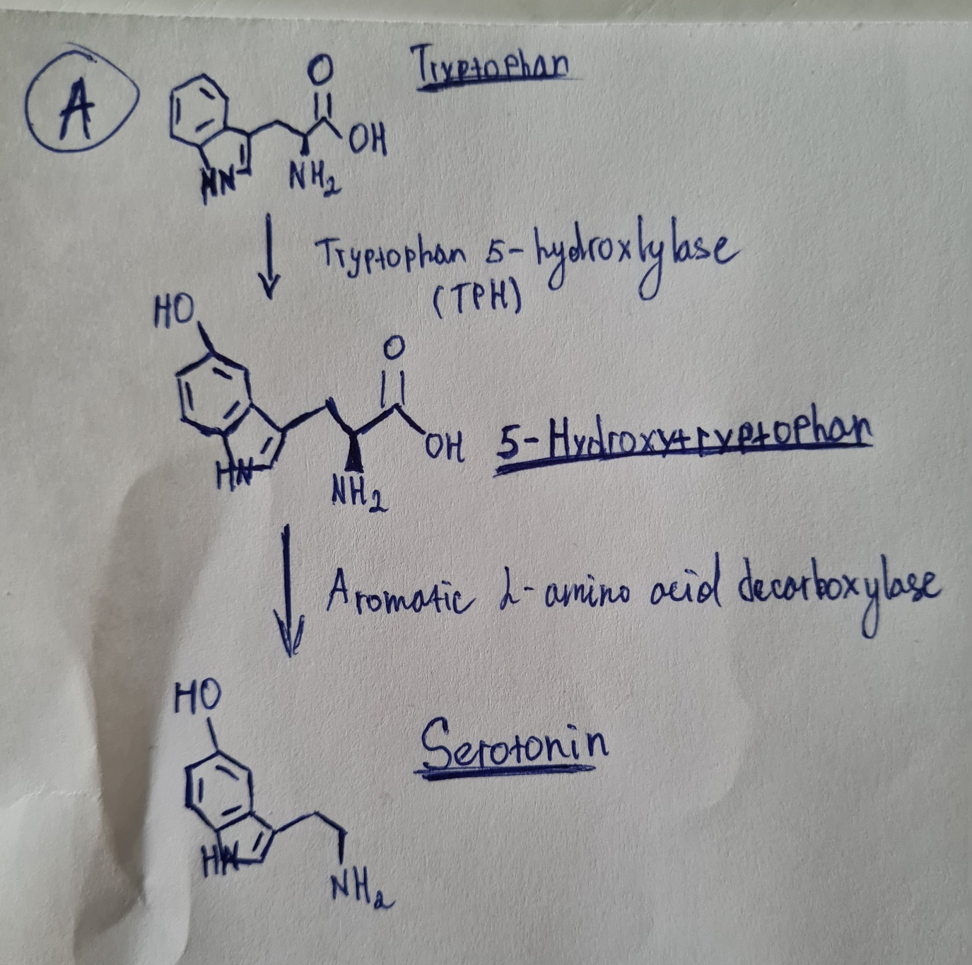 Enzymes Conversion and Metabolites in Major Depression