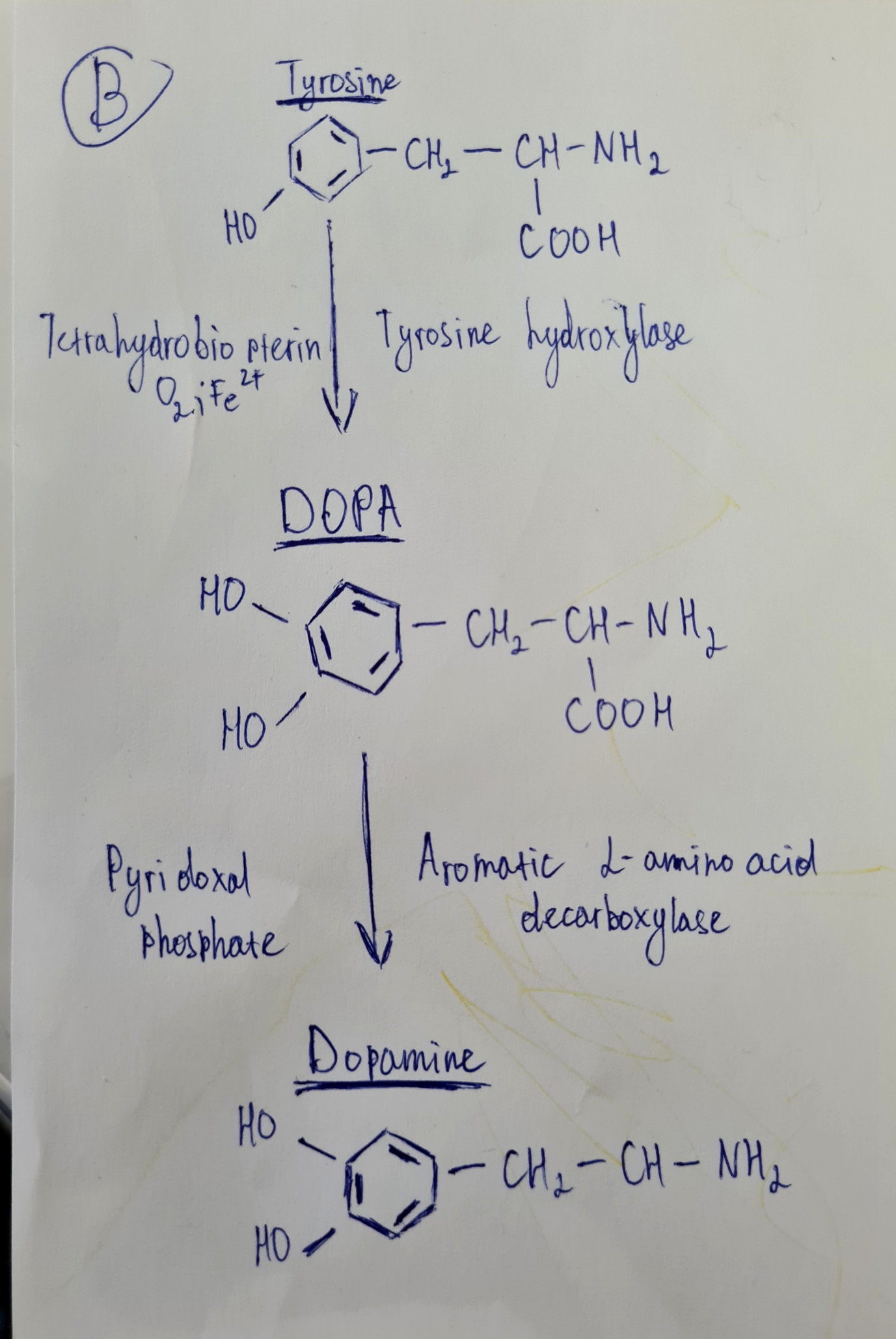 Enzymes Conversion and Metabolites in Major Depression