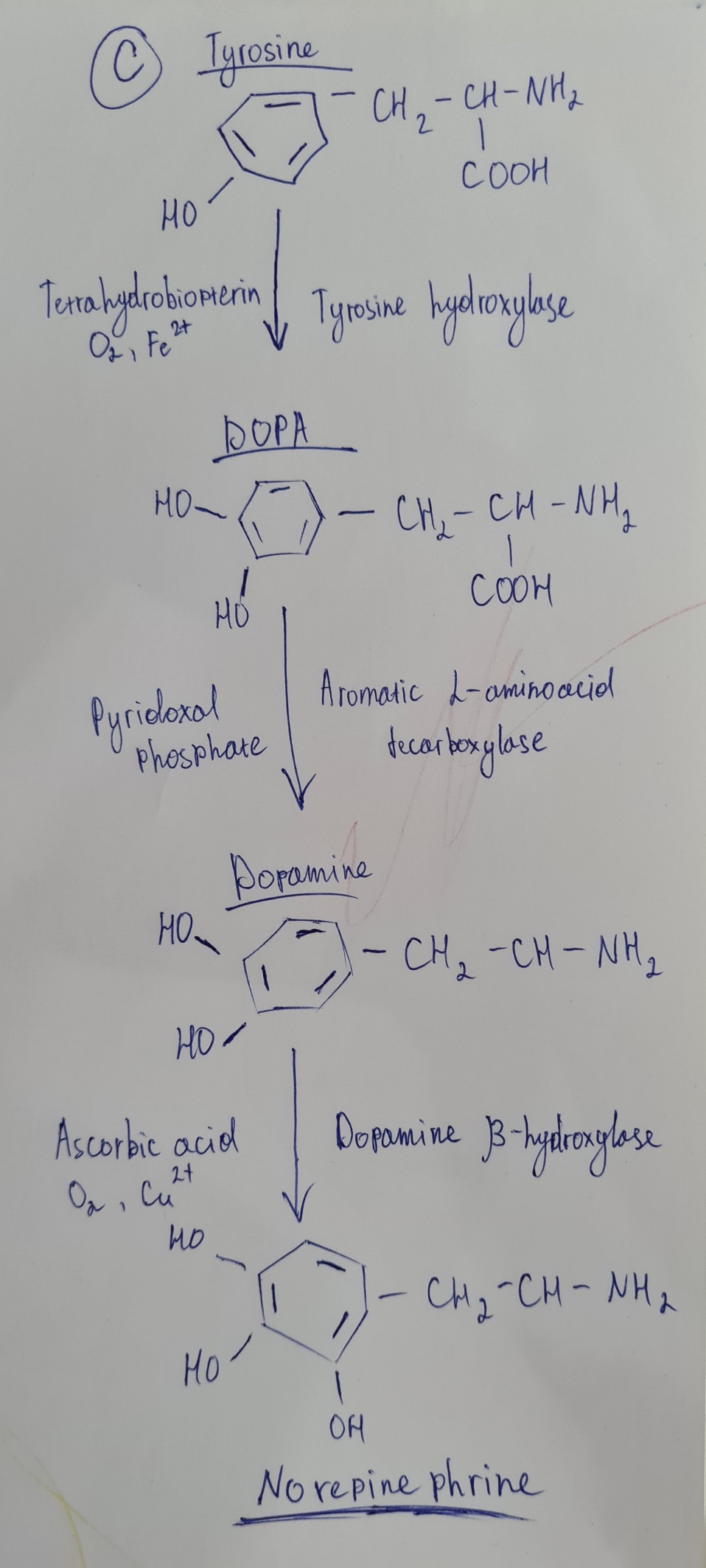 Enzymes Conversion and Metabolites in Major Depression