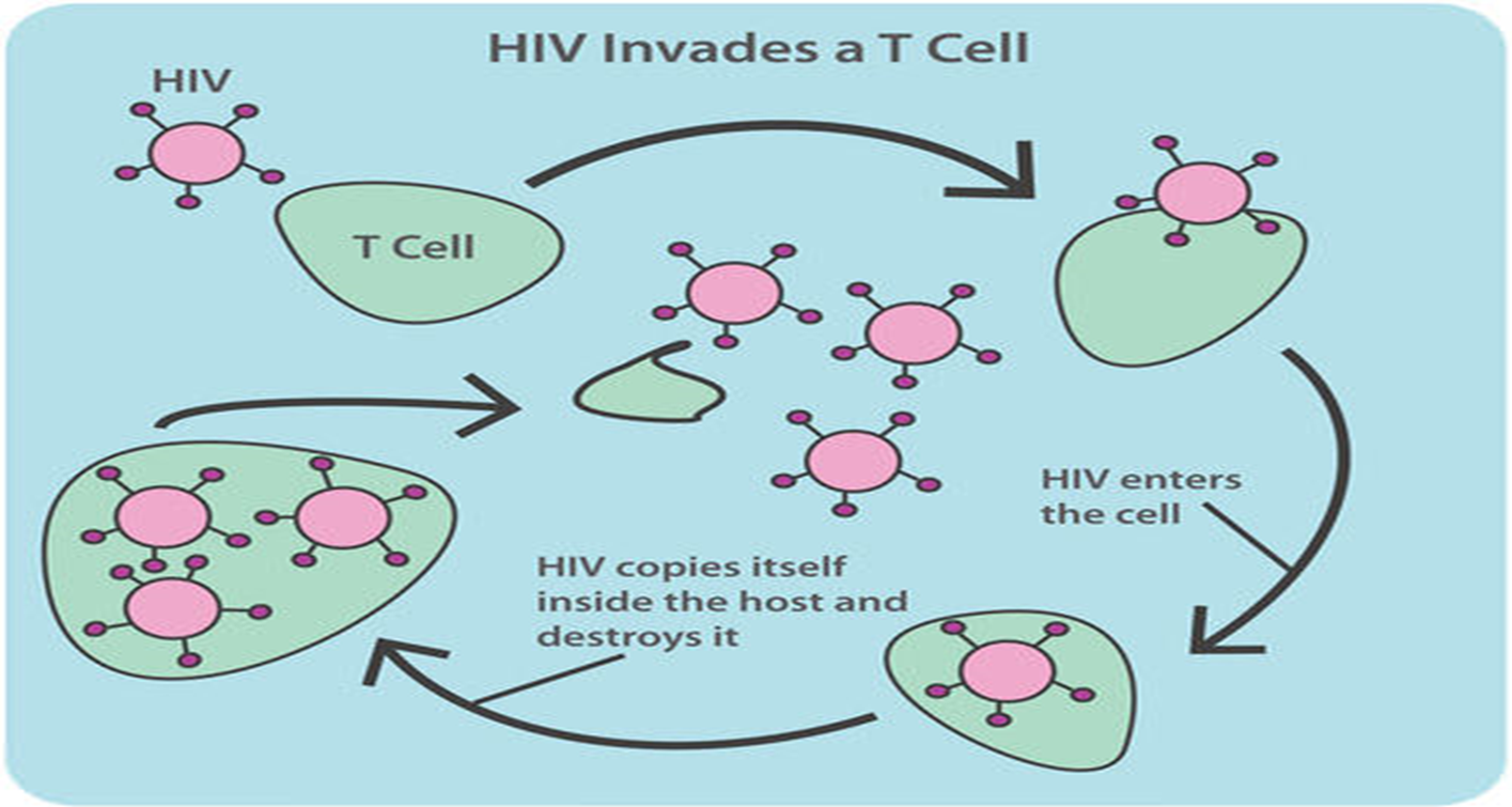 HIV Infection (Wilkin and Brainard 1).