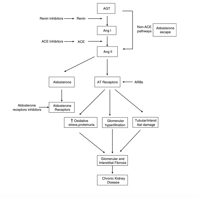 RAAS elements and inhibitors