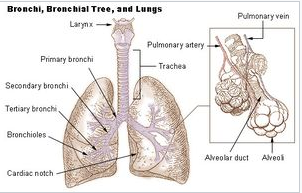 The Hunman Lungs