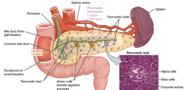 The Human Pancreas