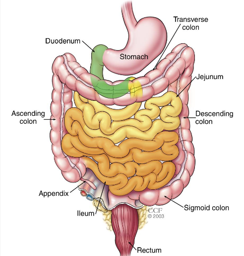 The human Intestine.