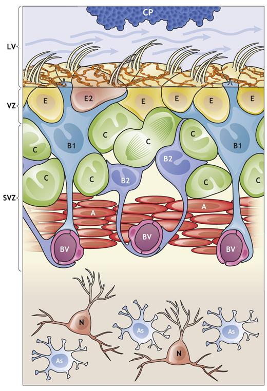 Neurogenesis