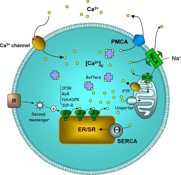 Control of cytosolic calcium concentration and calcium signalling mechanisms (Rosado, 2004, p. 264).