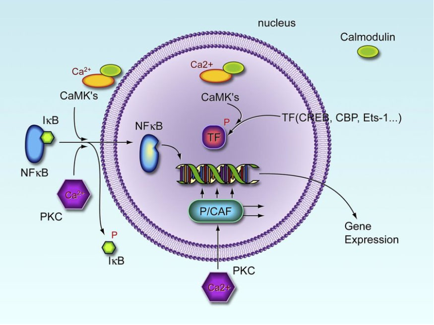 Molecular mechanisms of Ca 2-dependent transcription (Mellstrom et al., 2008, p. 425).
