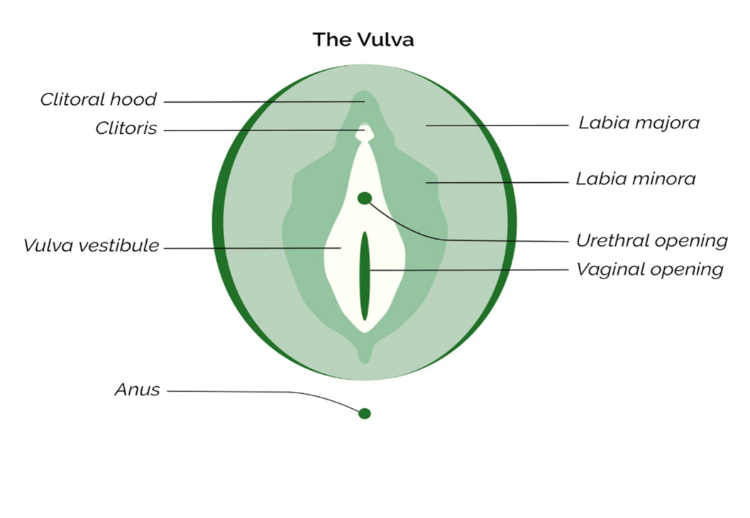 Female external genitalia.