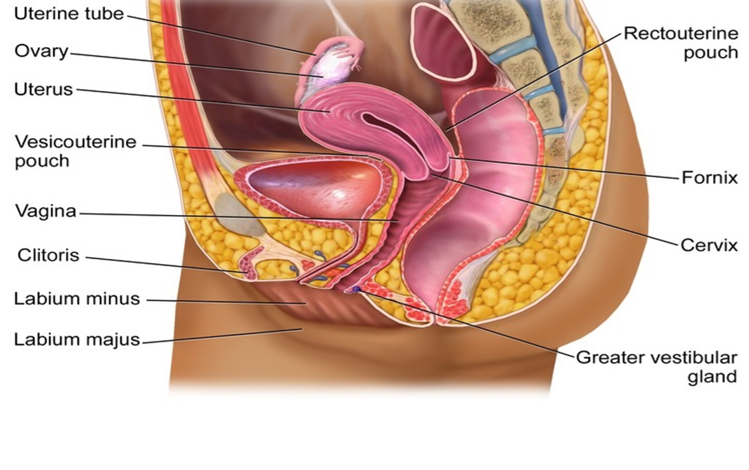 Internal female genitalia.